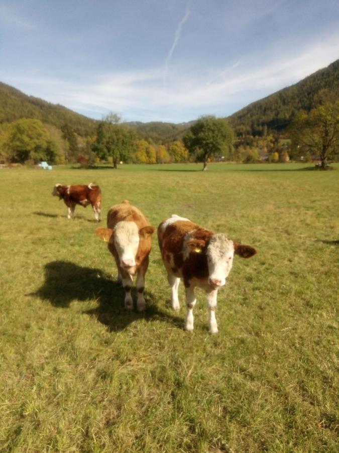Haus Bergblick Fruehstueckspension Oberort 외부 사진